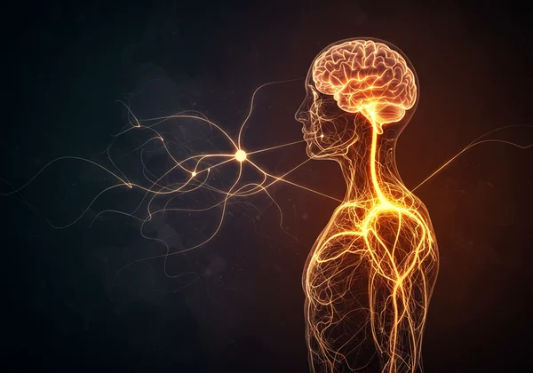 Brain and body connection in trauma response